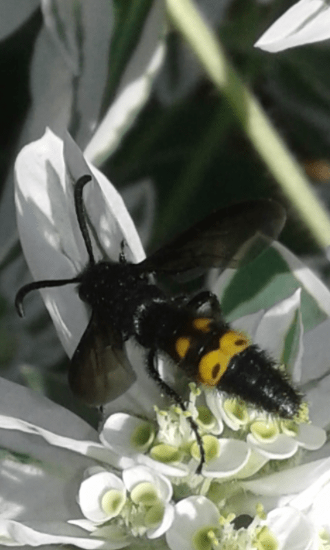 Scoliidae : Scolia hirta hirta o Scolia hirta unifasciata? Scolia hirta hirta